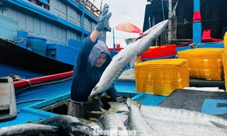 Khoang đầy cá, túi rủng rỉnh tiền, ngư dân Quảng Ngãi rộn ràng đón Tết