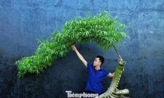 Hô biến những gốc tre xù xì thành “siêu phẩm” bonsai tiền triệu 
