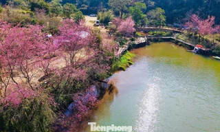 Hoa anh đào 'nhuộm hồng' Măng Đen