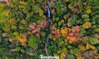 'Tuyệt đối điện ảnh' bằng lăng Măng Đen mùa thay lá