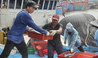 Ngư dân Quảng Ngãi bỏ dở phiên biển, hối hả vào bờ bán cá ‘chạy bão’