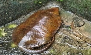 Người dân Quảng Ngãi bất ngờ 'gặp' rùa quý hiếm trong nhà