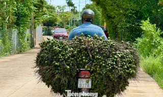 Cau rớt giá thảm hại vì thương lái Trung Quốc bất ngờ 'quay xe' 