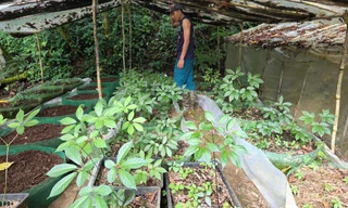 Khoảng 3.800 gốc sâm Ngọc Linh bị hư hại vì mưa lớn