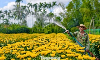 Làng hoa hơn 50 năm rộn ràng chở xuân khắp mọi miền