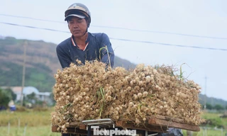 Những 'shipper' đặc biệt giữa đồng tỏi Lý Sơn