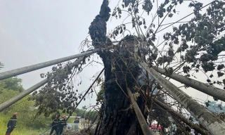 'Cụ đa' 200 tuổi trên núi ở Quảng Ngãi bất ngờ bốc cháy dữ dội