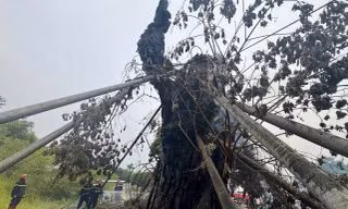 'Cụ đa' 200 tuổi trên núi ở Quảng Ngãi bất ngờ bốc cháy dữ dội