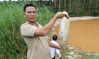 Vụ vỡ bờ bao hố chôn rác ở Quảng Ngãi: Cá chết hàng loạt, nước bốc mùi hôi