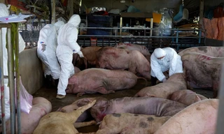 Phát hiện xe chở lợn bệnh chuẩn bị đưa vào Nam làm lạp xưởng