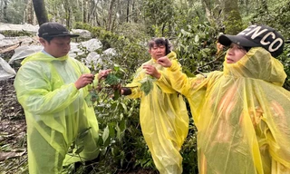 'Thủ phủ' sâm Ngọc Linh thiệt hại gần 12 tỷ đồng do mưa bão