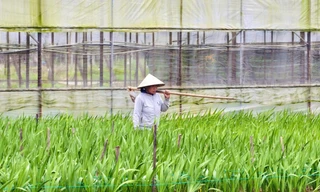 Mưa lạnh, gió mạnh, làng hoa lay ơn 'nín thở' chờ Tết