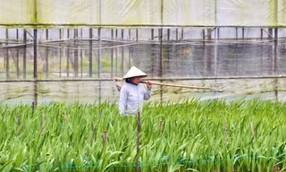 Mưa lạnh, gió mạnh, vùng hoa lay ơn lớn nhất nhì miền Trung 'nín thở' chờ Tết