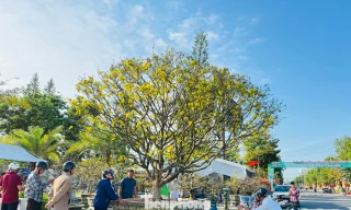 Mai vàng 'ngũ phúc' tiền tỷ ở Quảng Ngãi: Đế tứ diện, dáng thế không tì vết