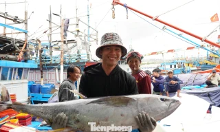 Giáp Tết, ngư dân Quảng Ngãi trúng đậm cá ngừ đại dương