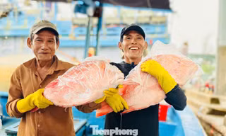 Ngư dân Quảng Ngãi trúng đậm hải sản sau chuyến đi biển dài ngày
