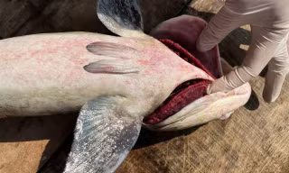 60 tấn cá bớp chết bất thường, nông dân Lý Sơn điêu đứng