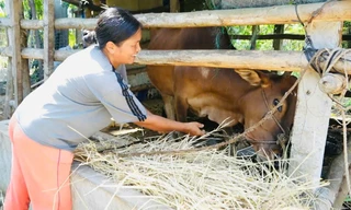 Câu chuyện thoát nghèo ở miền núi Quảng Ngãi