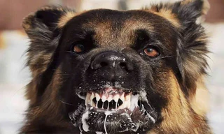 Xuất hiện ổ dịch bệnh dại ở Quảng Ngãi