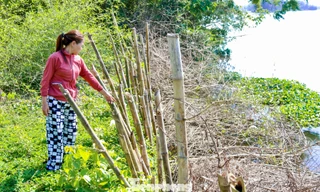 Người dân Đà Nẵng lo sợ bị sông ‘nuốt’ đất 