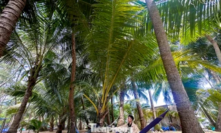 Thích mê rừng dừa xanh mướt nơi xã đảo Tam Hải 