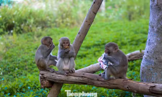 Du khách 'làm hư' đàn khỉ ở bán đảo Sơn Trà