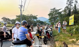 Du khách 'làm hư' đàn khỉ ở bán đảo Sơn Trà