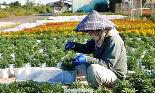 Nông dân 'ém' hàng chờ hoa Tết tăng giá