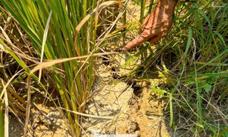 Hàng trăm sào lúa khô hạn nghiêm trọng