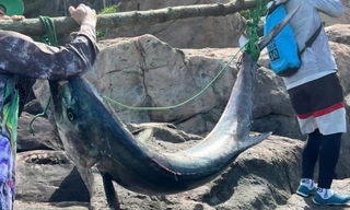 Tận thấy cá thu 'khủng' nặng 63kg, dài hơn 1,6m ở Đà Nẵng