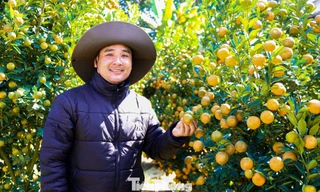 Quất Tết trúng mùa, nhà vườn dồn dập chốt đơn 