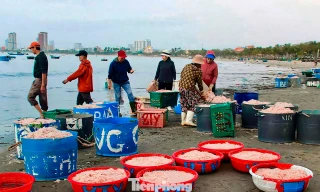 Đà Nẵng: Ruốc biển được mùa mất giá vụ Tết