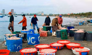 Đà Nẵng: Ruốc biển được mùa mất giá vụ Tết