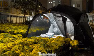 Nghìn lẻ kiểu trải chiếu, chong đèn trông hoa Tết