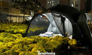 Nghìn lẻ kiểu trải chiếu, chong đèn trông hoa Tết