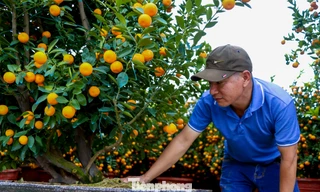 Quất 'khủng' giá hàng chục triệu đồng xuống phố đón Tết