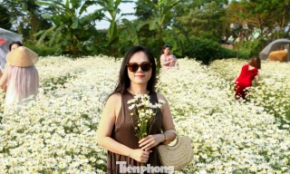 Vườn cúc họa mi nở rộ hút khách check-in ở Đà Nẵng