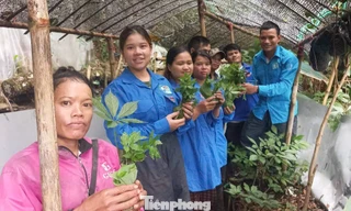 ‘Vườn sâm kết đoàn’ dìu thanh niên thoát nghèo