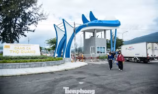 Cảng cá lớn nhất Đà Nẵng 'hạ nhiệt' ô nhiễm sau 5 năm xử lý
