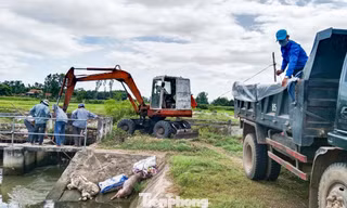 Tin mới vụ xác heo chết được vứt đầy kênh mương ở Gia Lai