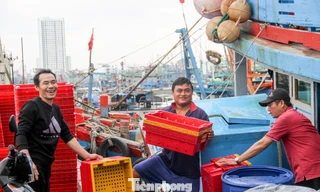 Chuyến biển xuyên năm, ngư dân mong cá tôm đầy khoang