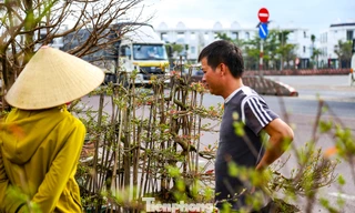 Mai vàng ra ‘đứng đường’, theo xe ngược Bắc xuôi Nam
