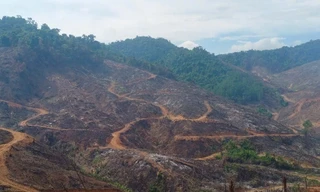 Điều tra các đối tượng xâm hại gần 95ha rừng ở Gia Lai