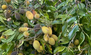 Gia Lai siết chặt cơn sốt săn quả ươi