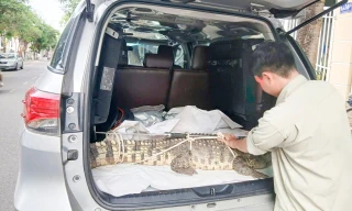 Cá sấu 50kg bất ngờ xuất hiện ở khu dân cư ở Quy Nhơn