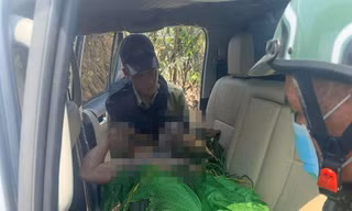 Bị ong tấn công khi đi kiểm tra rừng ở Gia Lai, 1 người tử vong