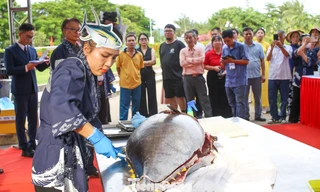Nữ đầu bếp 'múa dao' phile cá ngừ đại dương hơn nửa tạ