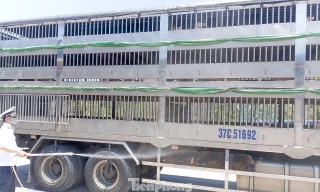 Gia Lai thành lập 4 chốt kiểm soát dịch bệnh động vật