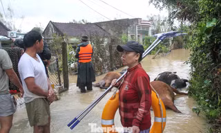 Gia Lai với trận ngập lịch sử, gia súc chết ngổn ngang, thiệt hại nặng nề