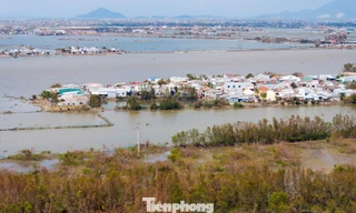 'Ốc đảo xanh' giữa đầm Thị Nại xơ xác sau bão